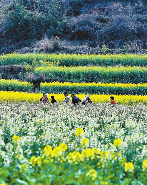 大密罗社区 200亩多彩油菜花绽放